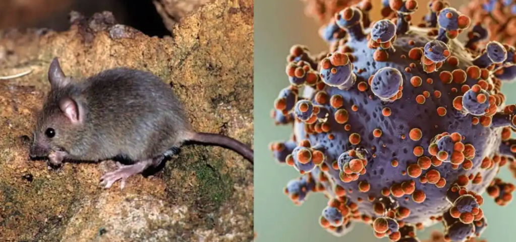 Hantavirus fatal: sospechas sobre un relleno sanitario de la&nbsp;zona