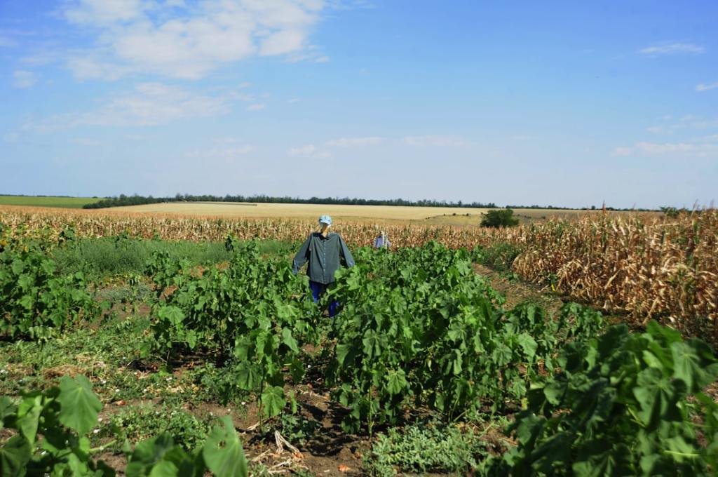 Syngenta comercializa Authence para productores sojeros con problemas de&nbsp;resistencia