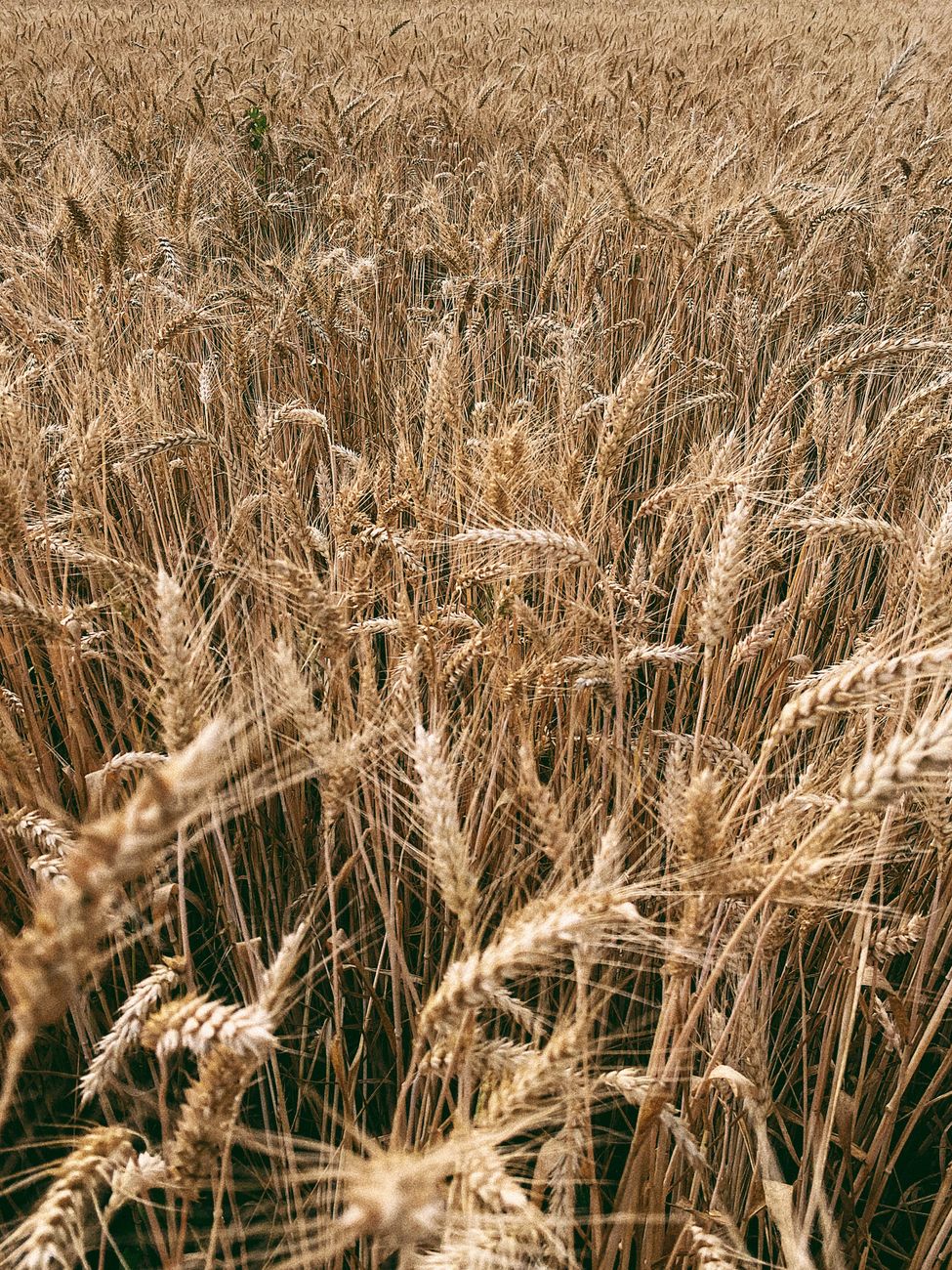 Campo: políticas restrictivas acumuladas durante más de 77&nbsp;años