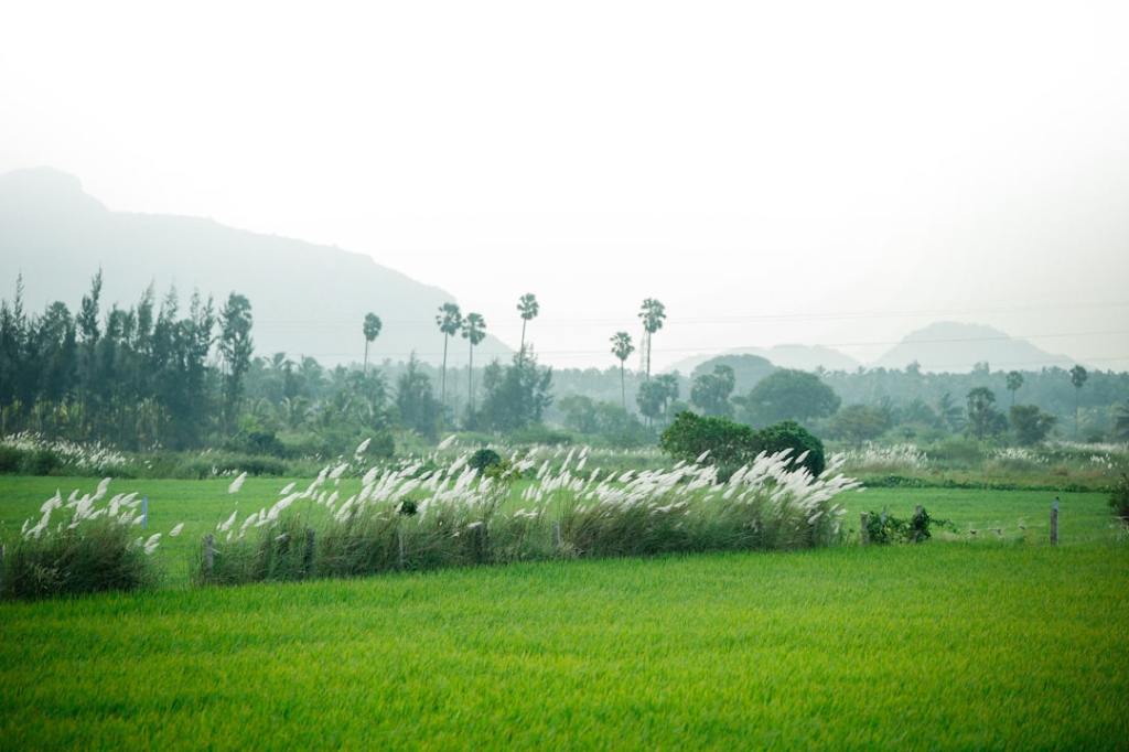 Escasez de soja pone en riesgo la producción de proteína animal en&nbsp;India