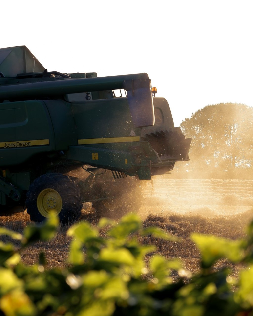 Mejoramiento genético: la estrategia de Zeta para el girasol&nbsp;argentino