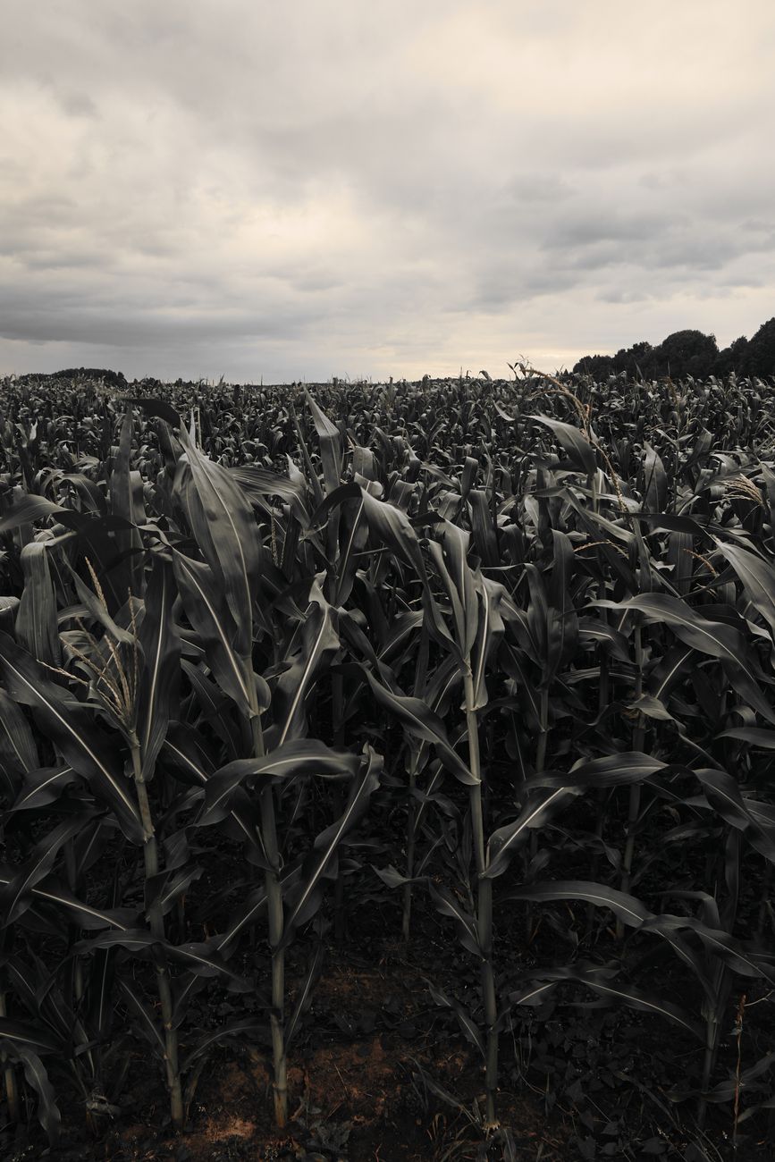 Precios bajos de urea abren posibilidades para trigo y&nbsp;maíz