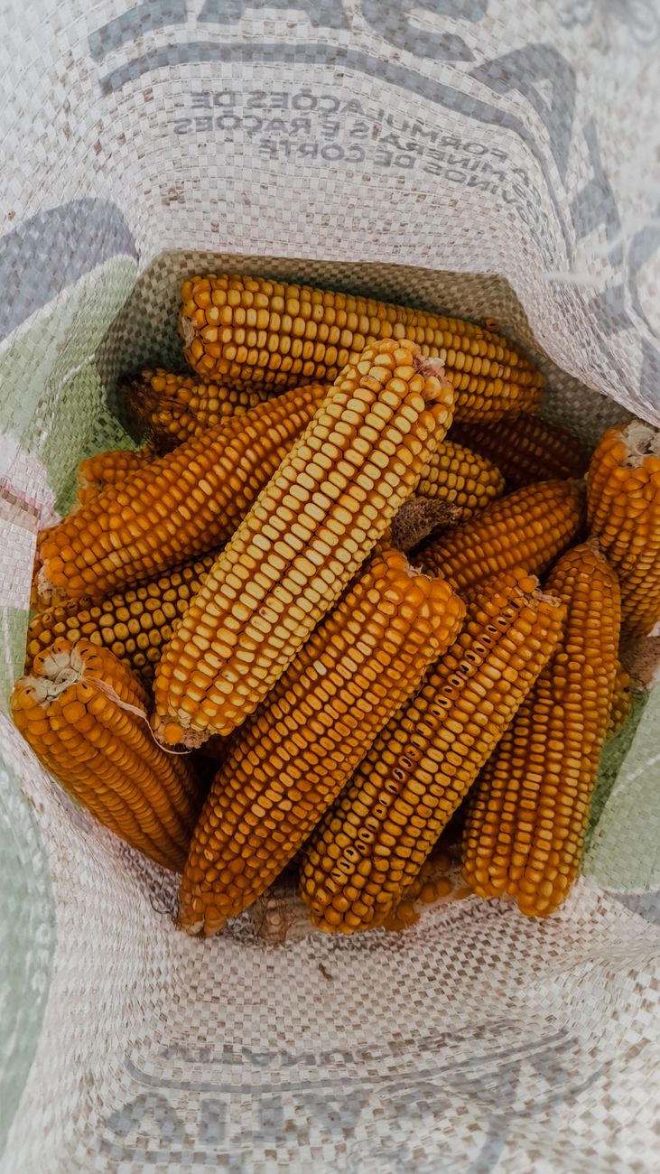 Productos hortícolas registran exportaciones históricas con casi 20% de&nbsp;aumento