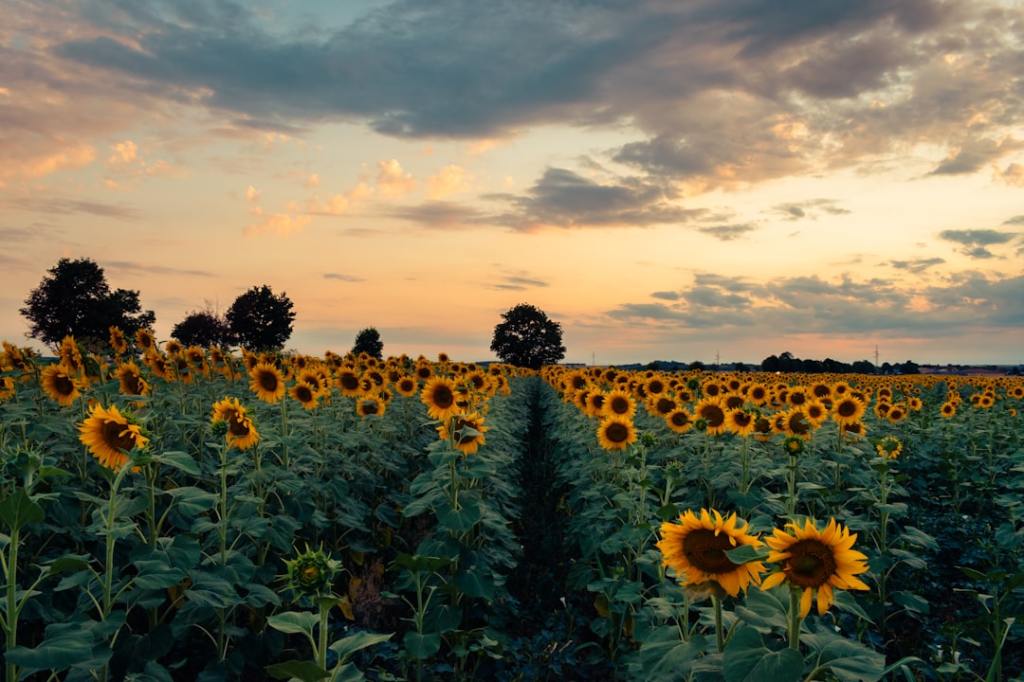Girasol en máxima histórica de molienda; soja cae a&nbsp;mínimos