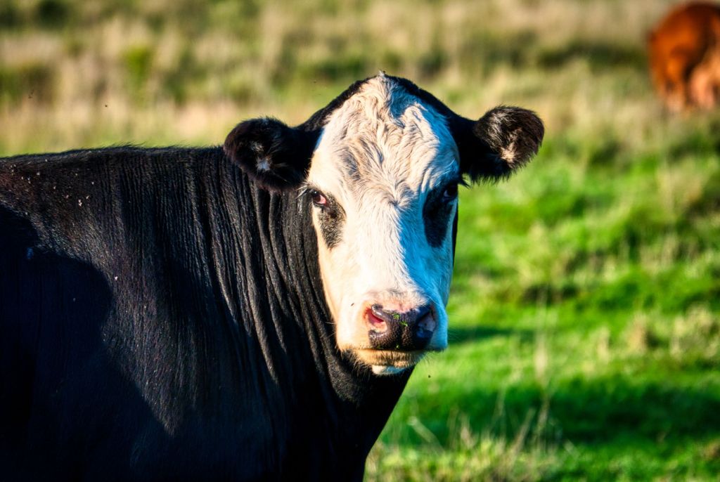 Nueva ganadería argentina: mercados globales exigen animales más&nbsp;grandes