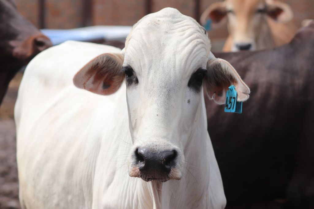 Excelencia ganadera: Braford cordobés brilla en la Expo&nbsp;Rural