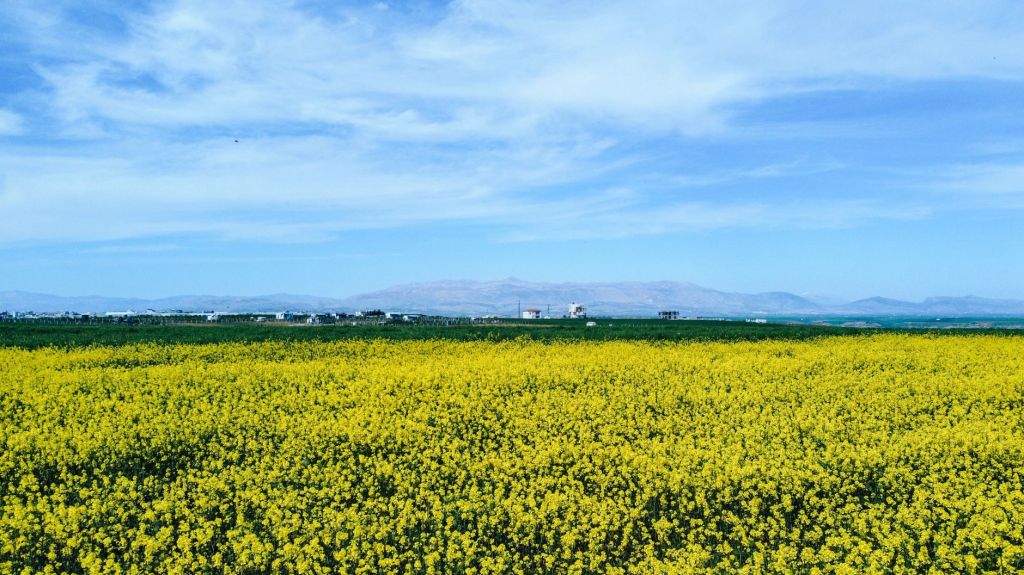 Colza, cártamo y camelina reactivan campos en&nbsp;invierno