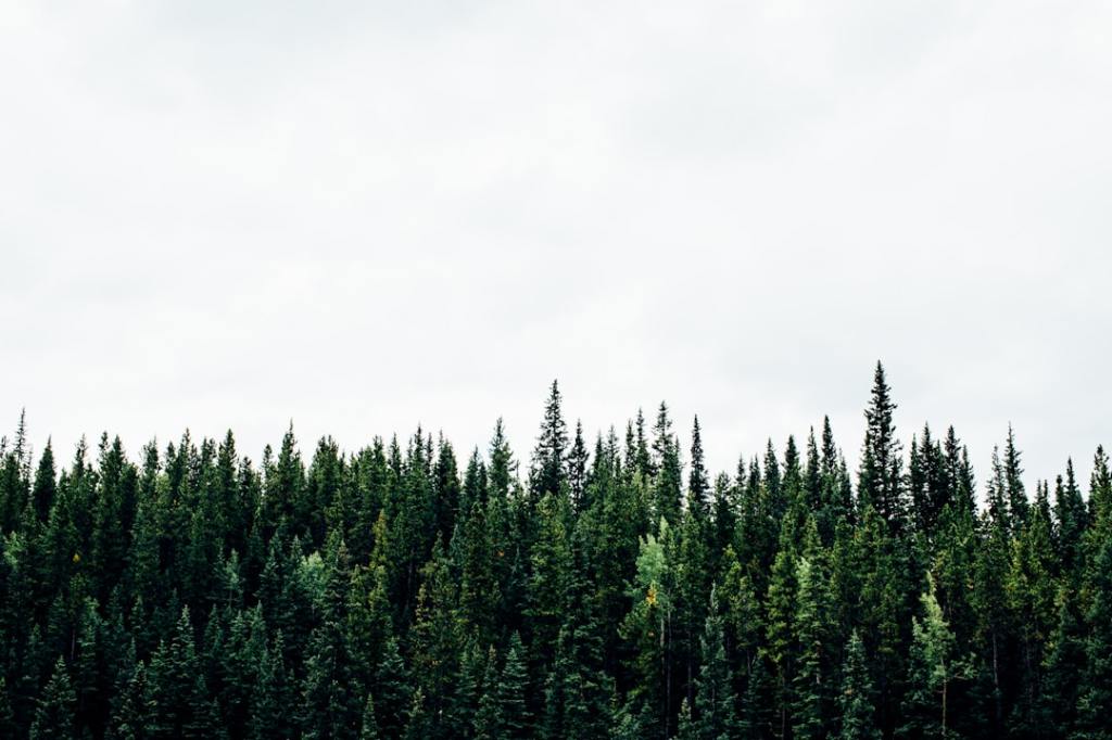 Ambiciones de crecimiento forestal vs. realidad de mercado&nbsp;interno
